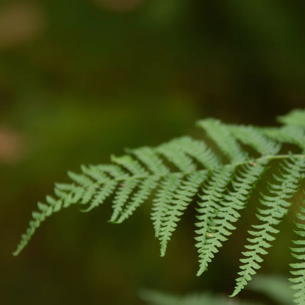 Ein Farnwedel im Wald, dahinter der Waldboden in weichem Grün