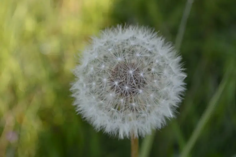 Pusteblume